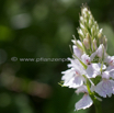 Dactylorhiza maculata D_Geflecktes Knabenkraut E_Heath Spotted Orchid.jpg