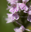 Dactylorhiza maculata Geflecktes Knabenkraut Heath Spotted Orchid 3.jpg