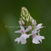 Dactylorhiza maculata Geflecktes Knabenkraut Heath Spotted Orchid 4.jpg