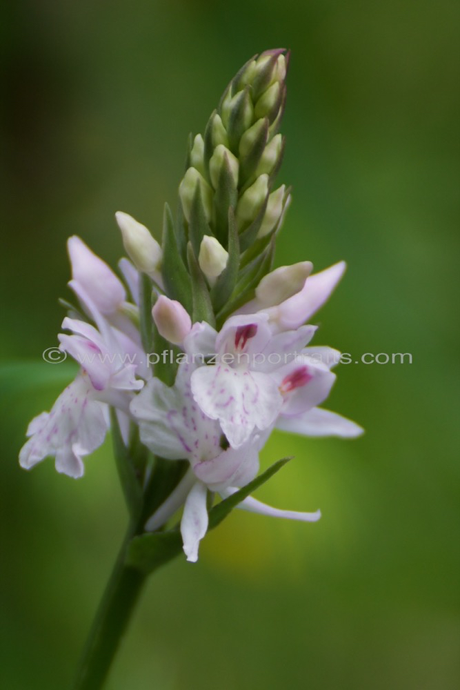 Dactylorhiza maculata Geflecktes Knabenkraut Heath Spotted Orchid.jpg
