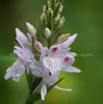 Dactylorhiza maculata Geflecktes Knabenkraut Heath Spotted Orchid.jpg