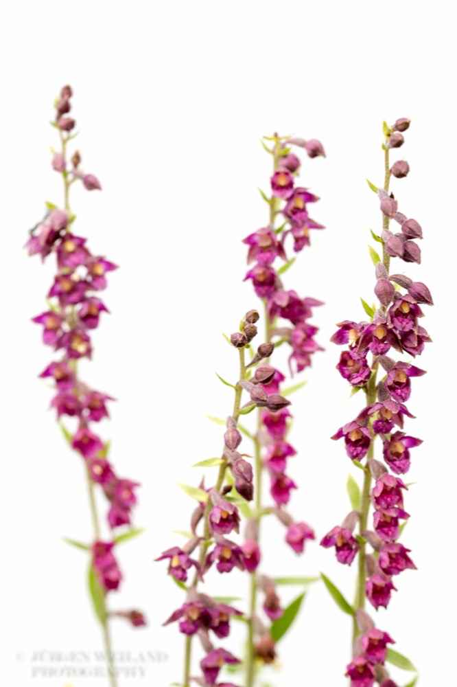 Epipactis atropurpurea Dunkelrote Stendelwurz 2.jpg