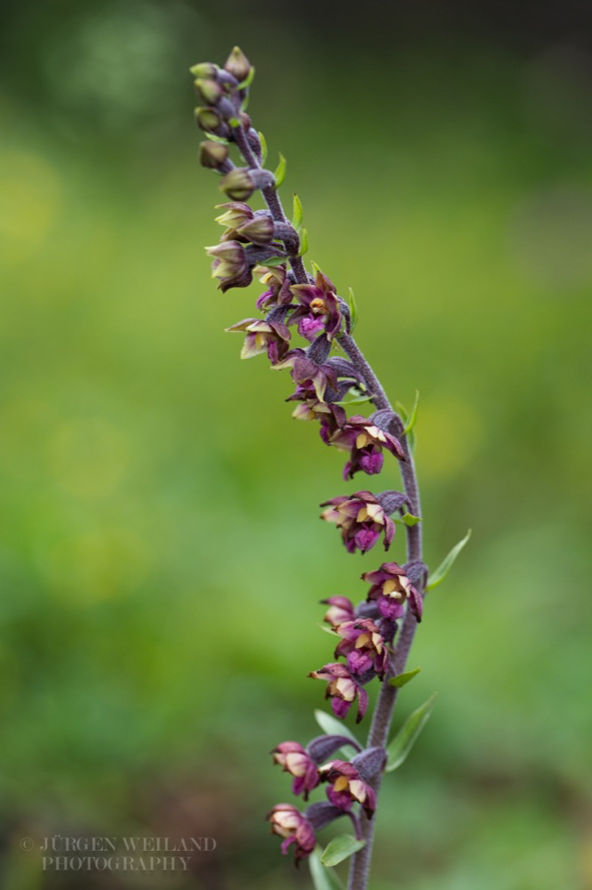 Epipactis atropurpurea Dunkelrote Stendelwurz.jpg