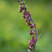 Epipactis atropurpurea Dunkelrote Stendelwurz.jpg