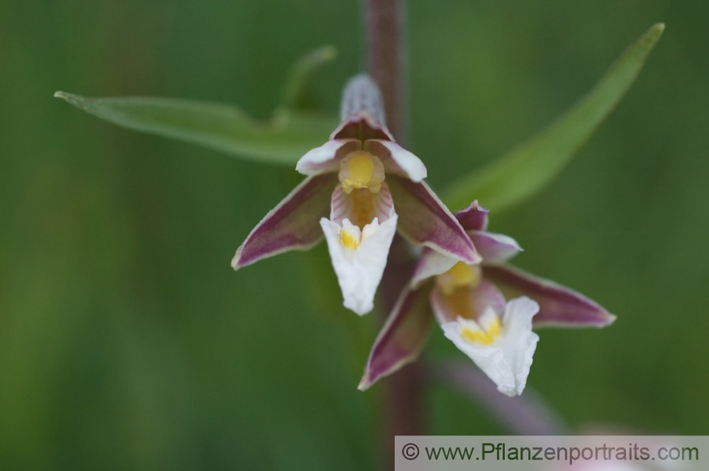 Epipactis palustris Sumpf Sitter Marsh Helleborine 2.jpg