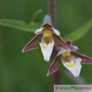 Epipactis palustris Sumpf Sitter Marsh Helleborine 2.jpg