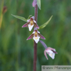 Epipactis palustris Sumpf Sitter Marsh Helleborine 3.jpg