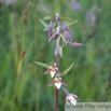 Epipactis palustris Sumpf Sitter Marsh Helleborine.jpg