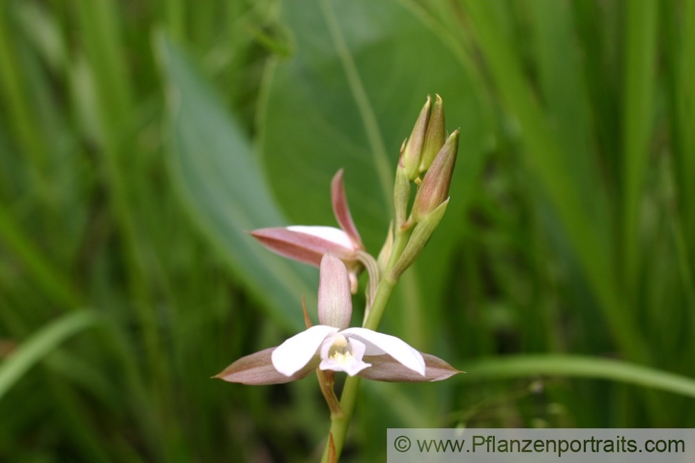 Eulophia clavicornis 2.jpg