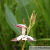 Eulophia clavicornis 2.jpg