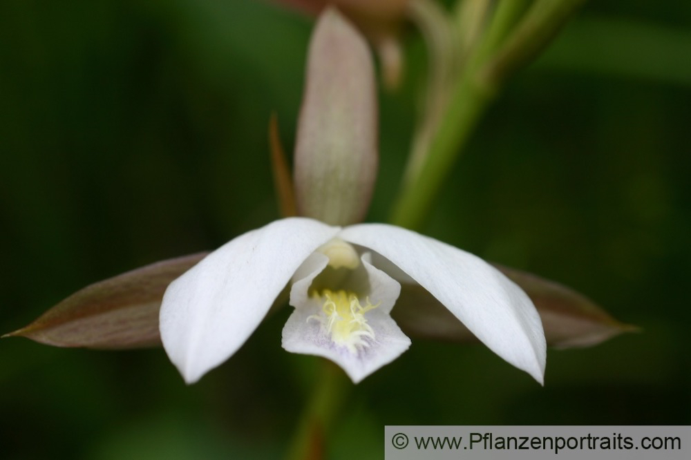 Eulophia clavicornis.jpg