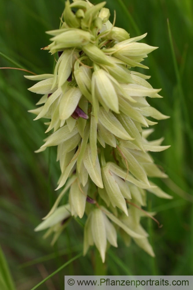 Eulophia foliosa 2.jpg