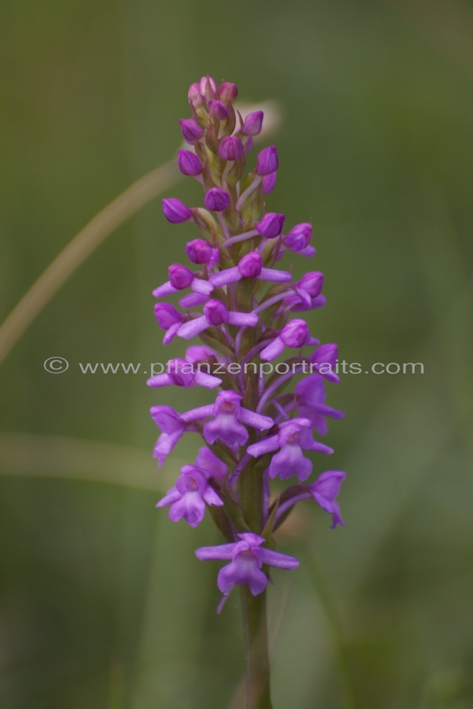 Gymnadenia conopsea Muecken Haendelwurz Langsporn Haendelwurz Fragrant orchid 2.jpg