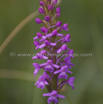 Gymnadenia conopsea Muecken Haendelwurz Langsporn Haendelwurz Fragrant orchid 2.jpg