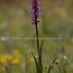 Gymnadenia conopsea Muecken Haendelwurz Langsporn Haendelwurz Fragrant orchid 4.jpg