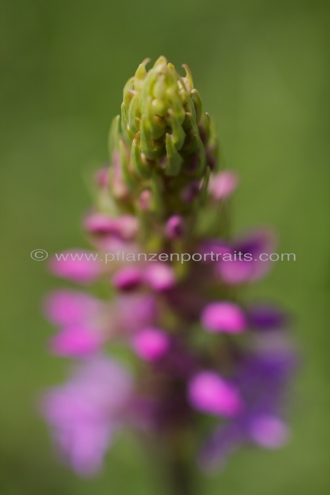 Gymnadenia conopsea Muecken Haendelwurz Langsporn Haendelwurz Fragrant orchid.jpg