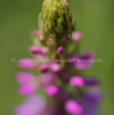 Gymnadenia conopsea Muecken Haendelwurz Langsporn Haendelwurz Fragrant orchid.jpg