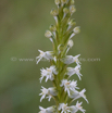 Habenaria dives Death Orchid 2.jpg