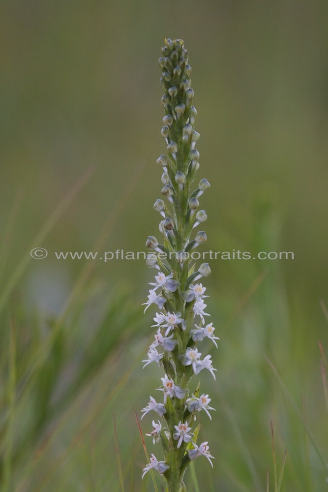 Habenaria dives Death Orchid 3.jpg