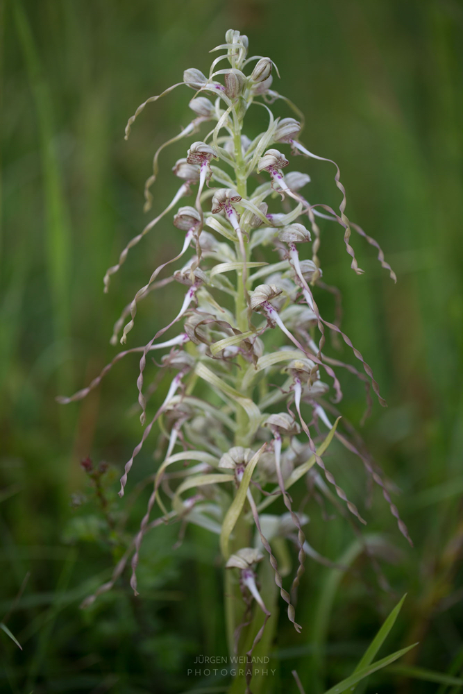 Himantoglossum hircinum Bocks-Riemenzunge Lizard Orchid.jpg