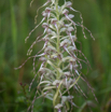 Himantoglossum hircinum Bocks-Riemenzunge Lizard Orchid.jpg