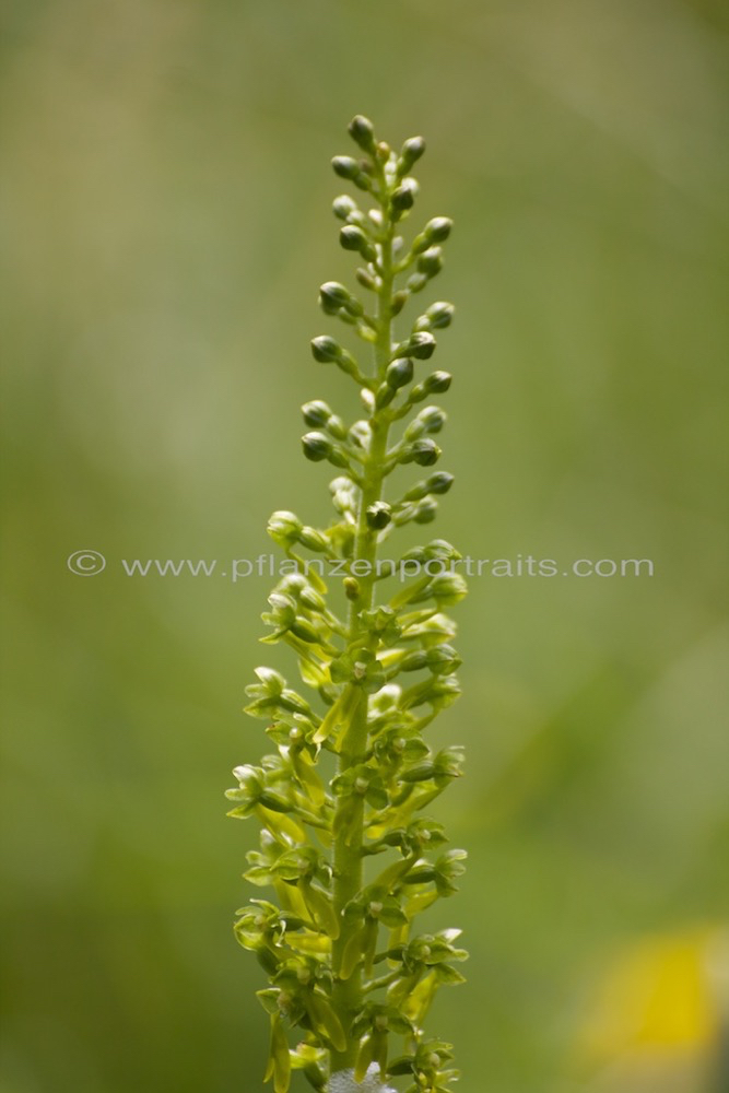 Listera ovata Grosses Zweiblatt European Common Twayblade.jpg