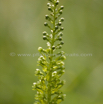 Listera ovata Grosses Zweiblatt European Common Twayblade.jpg