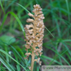 Neottia nidus avis Vogel Nestwurz Birds nest Orchid 2.jpg