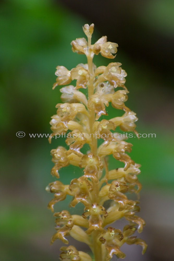 Neottia nidus avis Vogel Nestwurz Birds nest Orchid 3.jpg