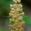 Neottia nidus avis Vogel Nestwurz Birds nest Orchid 3.jpg