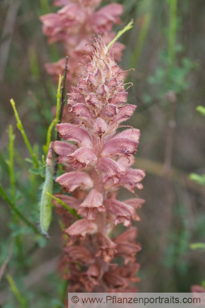 Neottia nidus avis Vogel Nestwurz Birds nest Orchid.jpg