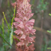 Neottia nidus avis Vogel Nestwurz Birds nest Orchid.jpg