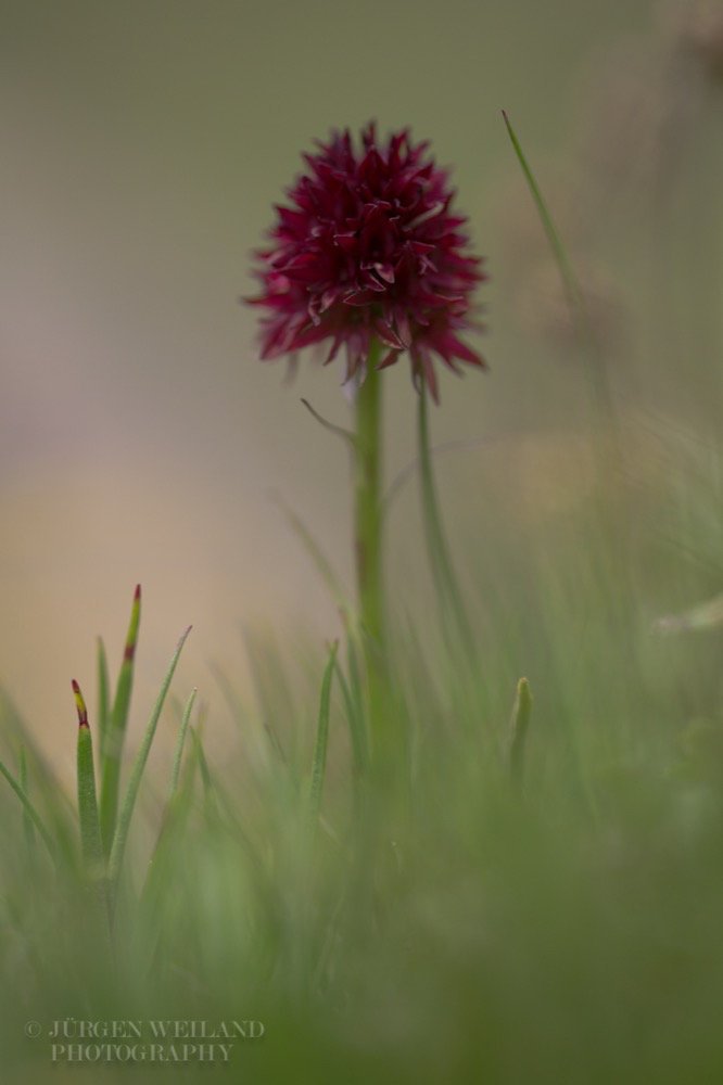 Nigritella nigra subsp rhellicani  Gewoehnliches Kohlroeschen.jpg