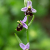 Ophrys holoserica Hummel-Ragwurz_.jpg