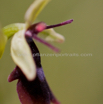 Ophrys insectifera D_Fliegen Ragwurz E_Fly Orchid.jpg