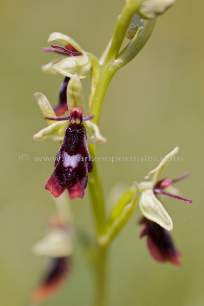 Ophrys insectifera Fliegen Ragwurz Fly Orchid 2.jpg