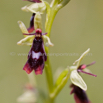 Ophrys insectifera Fliegen Ragwurz Fly Orchid 2.jpg