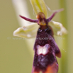 Ophrys insectifera Fliegen Ragwurz Fly Orchid 3.jpg