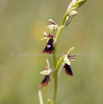 Ophrys insectifera Fliegen Ragwurz Fly Orchid 4.jpg