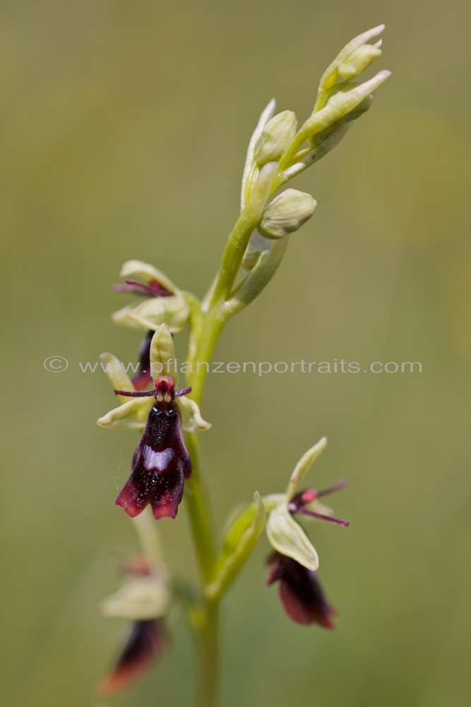 Ophrys insectifera Fliegen Ragwurz Fly Orchid.jpg