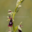 Ophrys insectifera Fliegen Ragwurz Fly Orchid.jpg