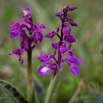 Orchis mascula Grosses Knabenkraut Early Purple Orchid-2.jpg
