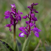 Orchis mascula Grosses Knabenkraut Early Purple Orchid-2.jpg