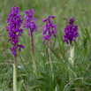 Orchis mascula Grosses Knabenkraut Early Purple Orchid.jpg