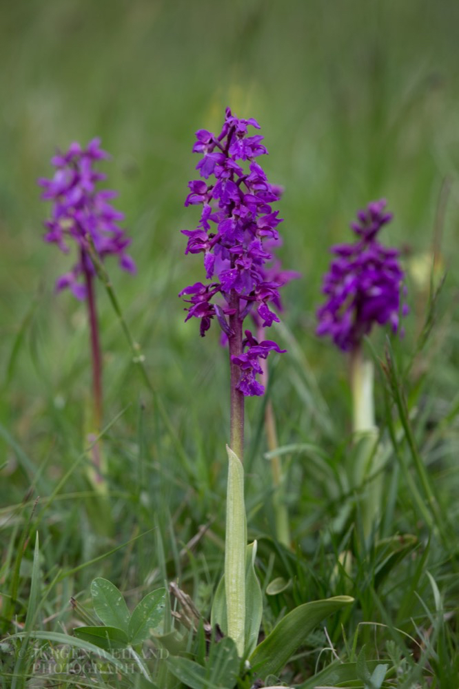 Orchis mascula Grosses Knabenkraut.jpg
