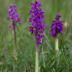 Orchis mascula Grosses Knabenkraut.jpg