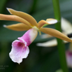 Phaius tancarvilleae Greater Swamp-orchid.jpg