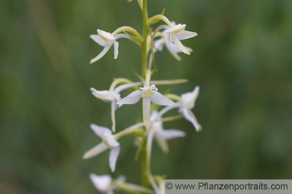 Platanthera chlorantha Waldhyazinthe Greater Butterfly Orchid 2.jpg