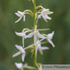 Platanthera chlorantha Waldhyazinthe Greater Butterfly Orchid 2.jpg