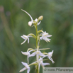 Platanthera chlorantha Waldhyazinthe Greater Butterfly Orchid 3.jpg